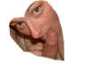 co-3.jpg (20652 octets)